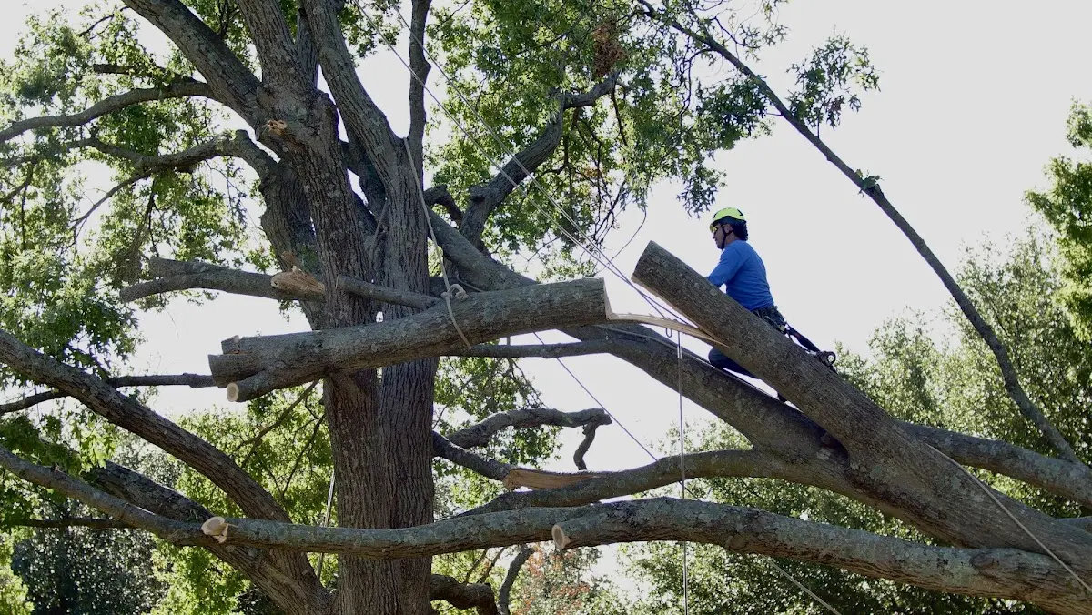 Professional Hazardous Tree Removal performed by certified arborists in Macon