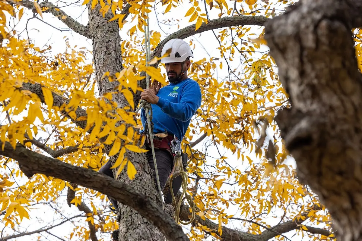 Skilled Tree Pruning crew working in Macon