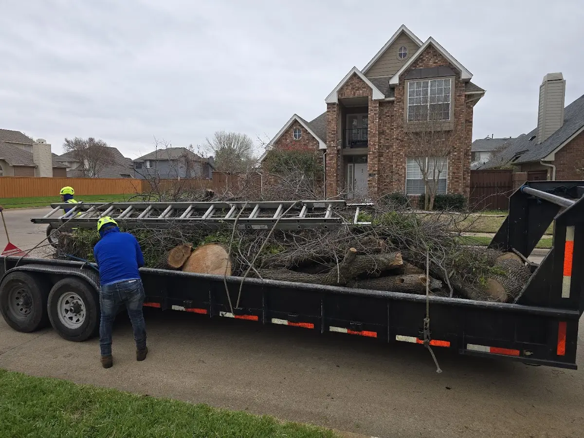 Expert Tree Removal with proper safety equipment in Macon
